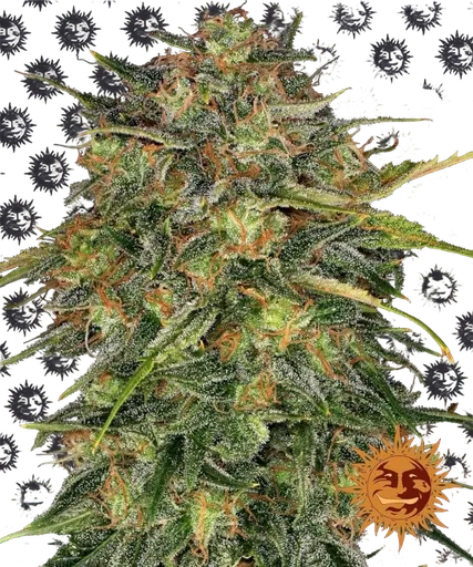 Cheese | PHOTOFEM | Barneys Farm