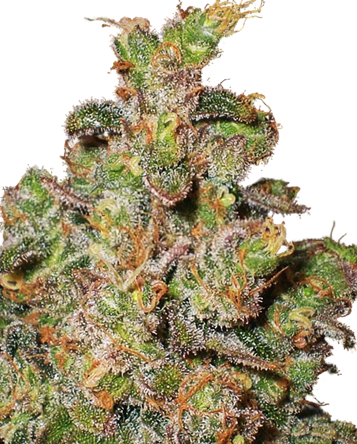 Cheese | PHOTOFEM | Expert Seeds