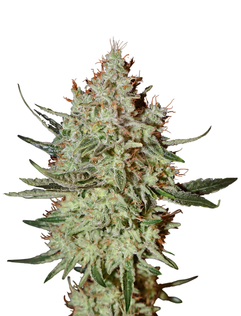 Cheese | PHOTOFEM | Greenhouse Seed Co.