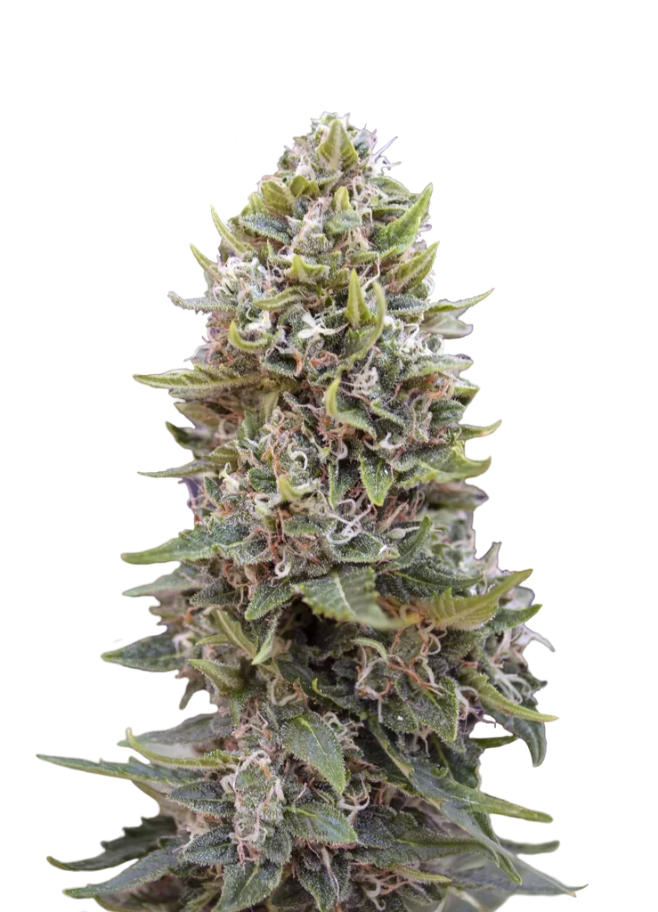 Cheese Berry Auto | AUTOFEM | 00 Seeds