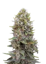 Cheese Berry Auto | AUTOFEM | 00 Seeds