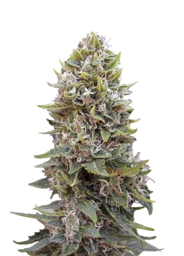 Cheese Berry Auto | AUTOFEM | 00 Seeds