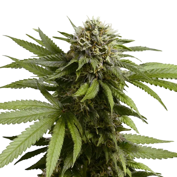 Apple Fritter Auto | AUTOFEM | Royal Queen Seeds