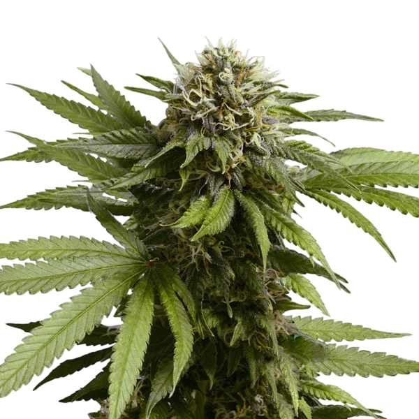Apple Fritter Auto | AUTOFEM | Royal Queen Seeds