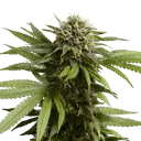 Apple Fritter Auto | AUTOFEM | Royal Queen Seeds