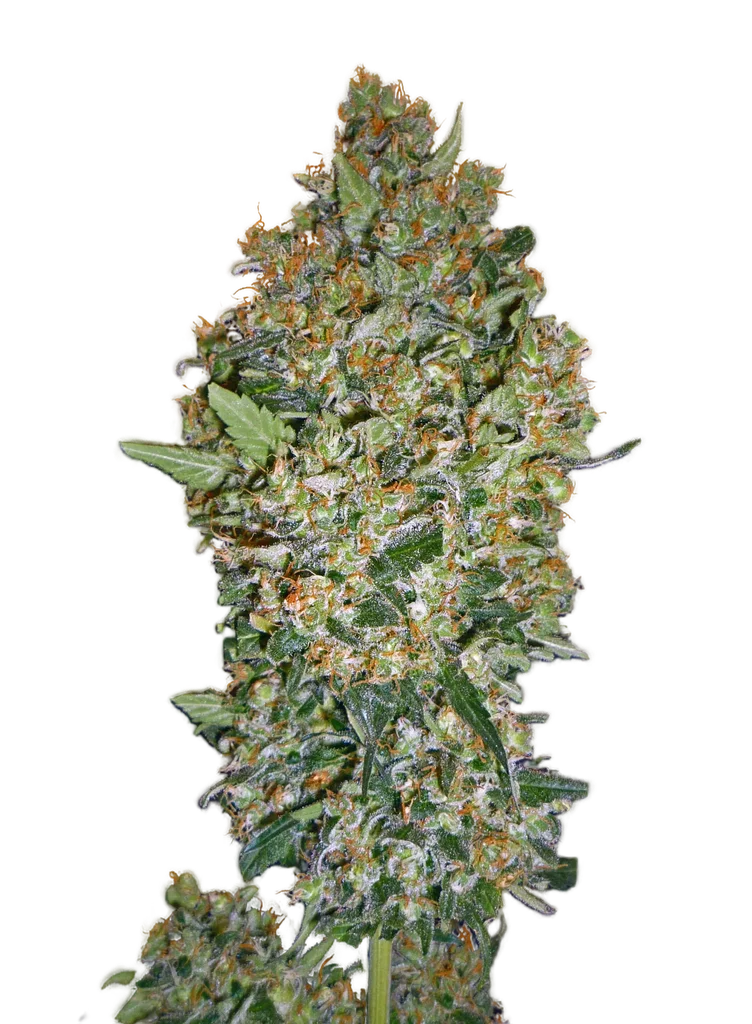 Cheese Berry | PHOTOFEM | 00 Seeds