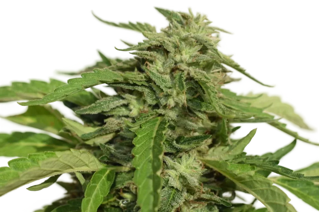 Exodus Cheese | PHOTOFEM | Garden Of Green