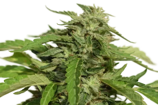Exodus Cheese