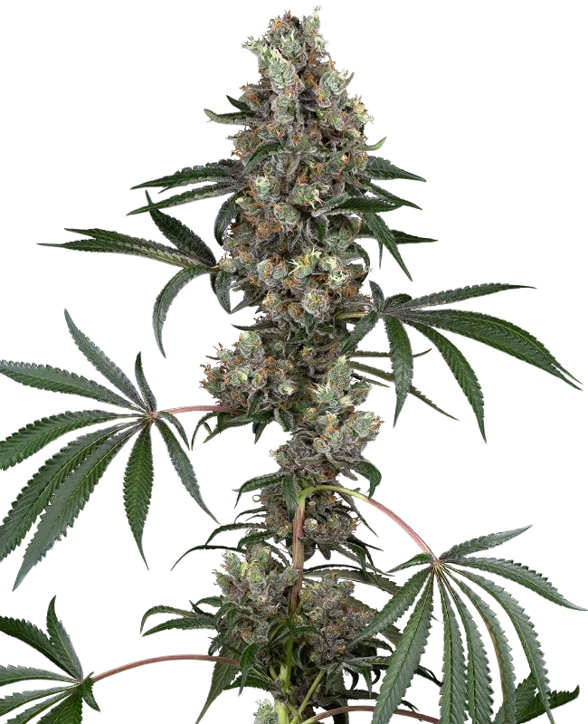 Chemberries | PHOTOFEM | White Label Seed Company