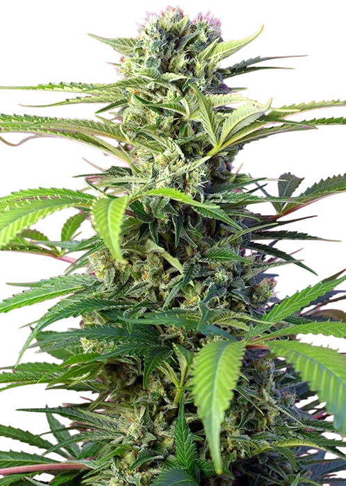 Chem Beyond Diesel CBD | PHOTOFEM | Sweet Seeds