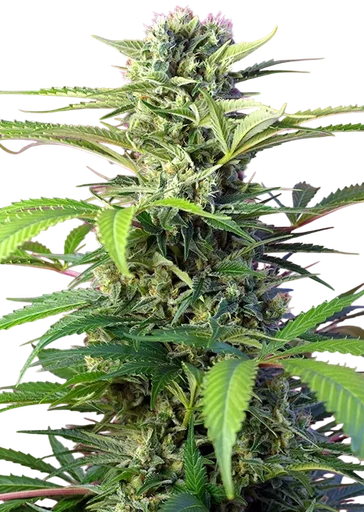 Chem Beyond Diesel CBD