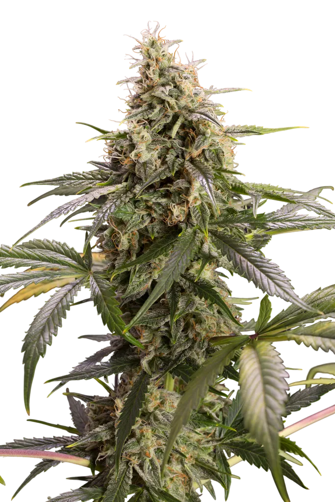Chem-Bomb Auto | AUTOFEM | Humboldt Seed Org.