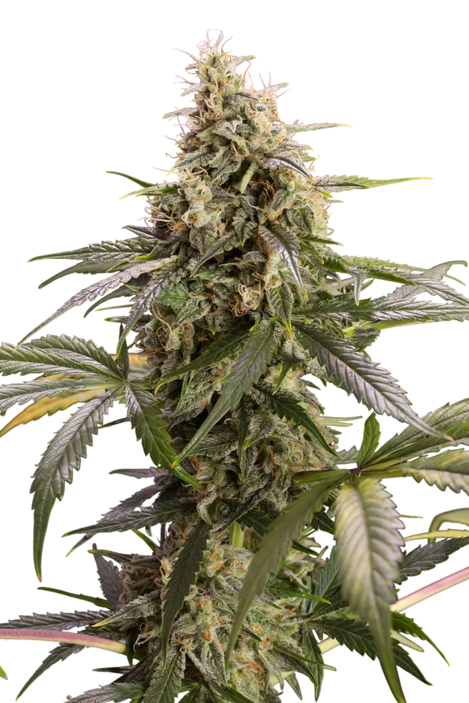 Chem-Bomb Auto | AUTOFEM | Humboldt Seed Org.