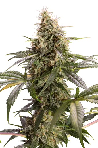 Chem-Bomb Auto