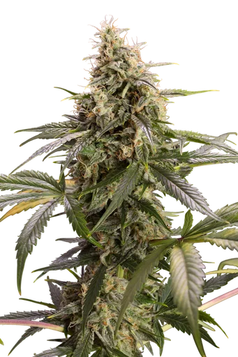 Chem-Bomb Auto
