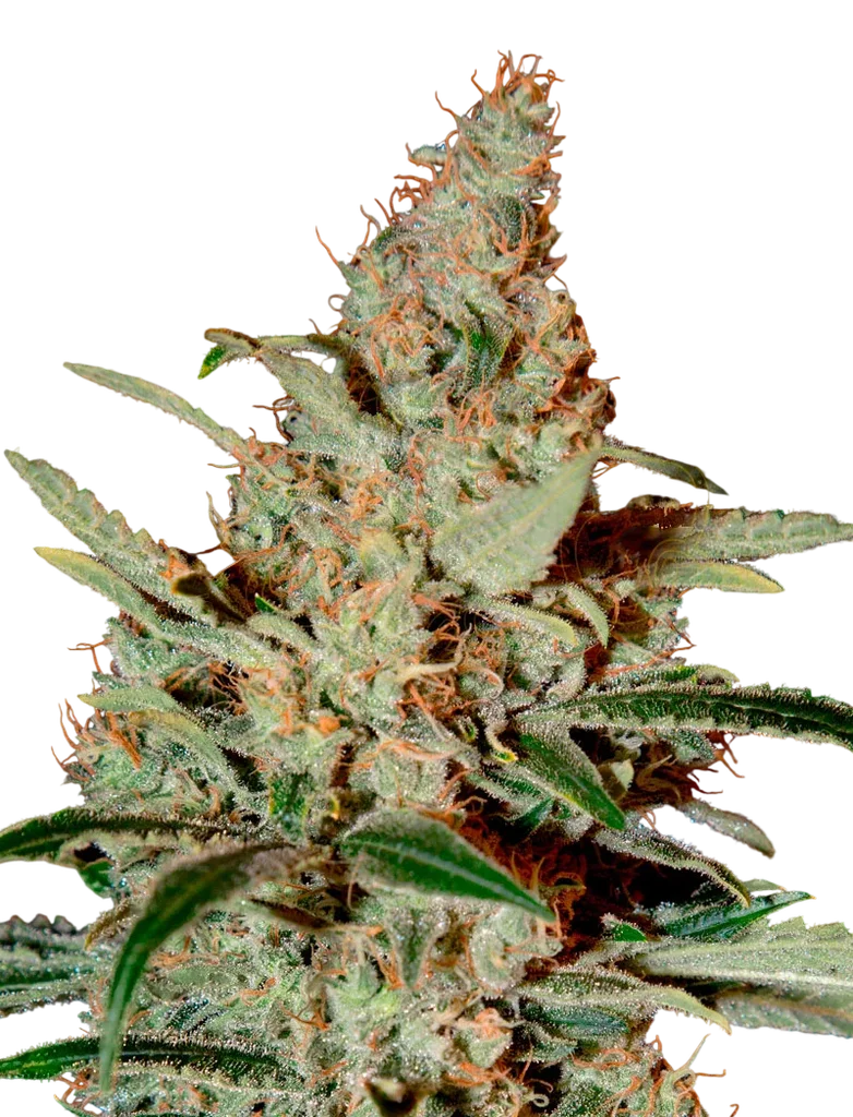 Chem Dog – Produktansicht