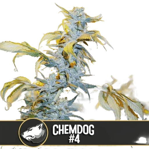 Chemdog #4