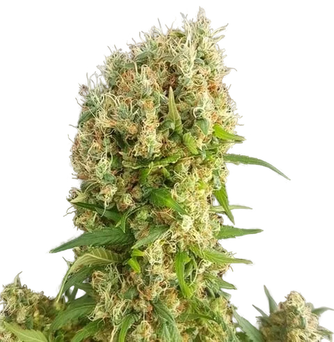 Chemdog Gorilla | PHOTOFEM | Expert Seeds