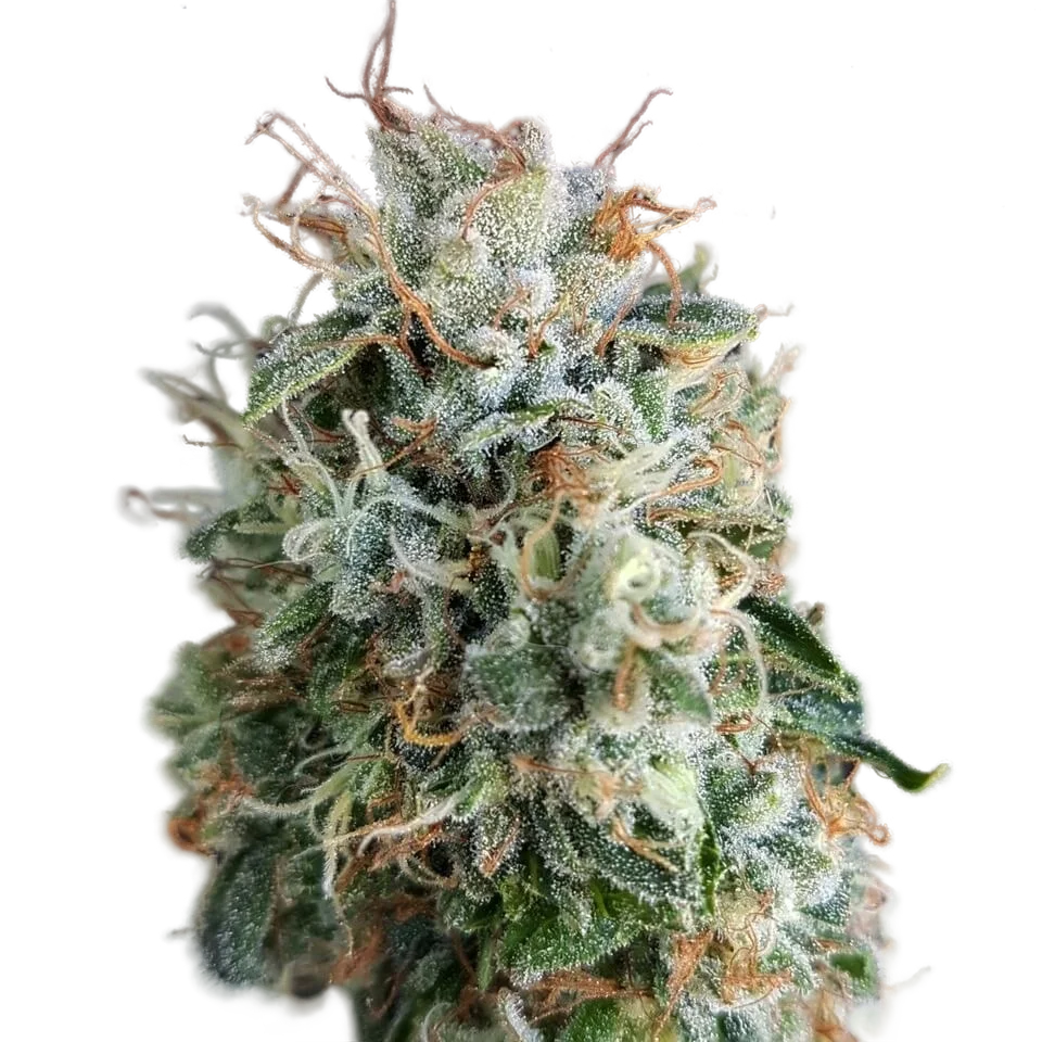 Chemdog Millionaire Guava | PHOTOFEM | Garden Of Green