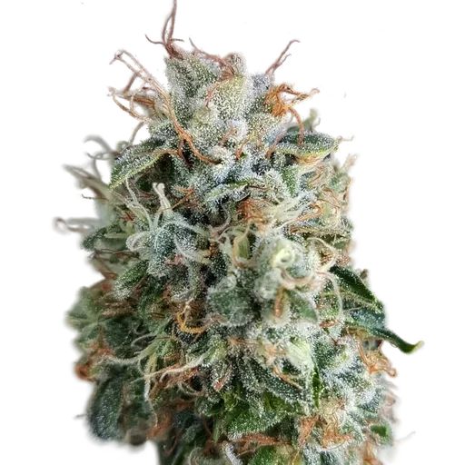 Chemdog Millionaire Guava