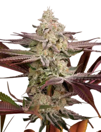 Chemical Bride | PHOTOFEM | Greenhouse Seed Co.