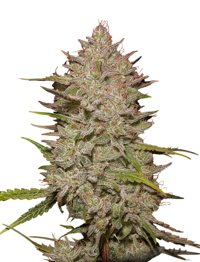 Chemical Candy Auto | AUTOFEM | Greenhouse Seed Co.