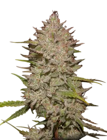 Chemical Candy Auto | AUTOFEM | Greenhouse Seed Co.