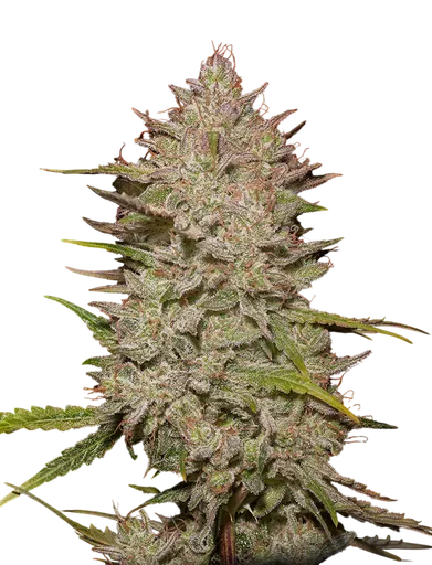 Chemical Candy Auto