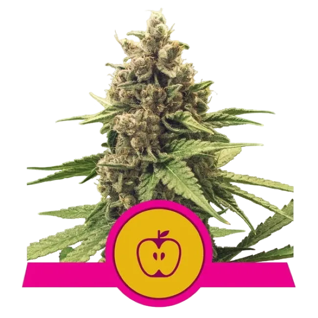 Apple Fritter | PHOTOFEM | Royal Queen Seeds