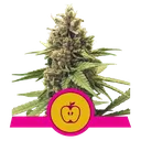 Apple Fritter | PHOTOFEM | Royal Queen Seeds