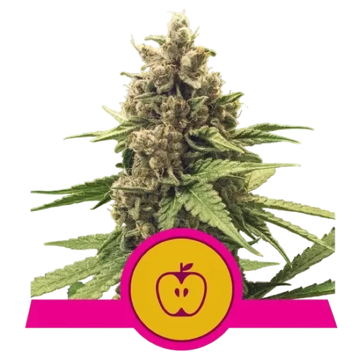 Apple Fritter