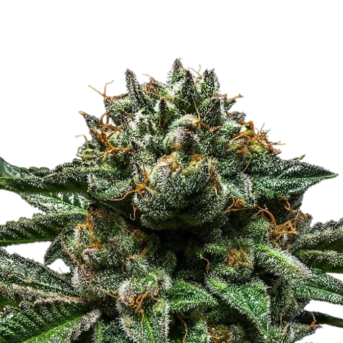 Chempie | PHOTOFEM | Ripper Seeds