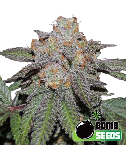 Cherry Bomb Auto | AUTOFEM | Bomb Seeds