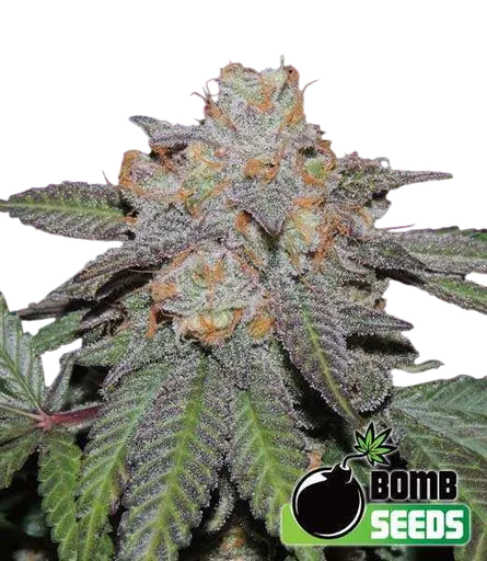 Cherry Bomb Auto