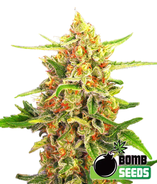 Cherry Bomb | PHOTOFEM | Bomb Seeds
