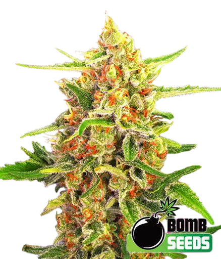 Cherry Bomb