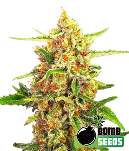 Cherry Bomb