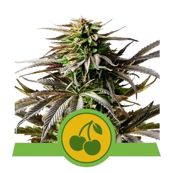 Cherry Pie Auto | AUTOFEM | Royal Queen Seeds