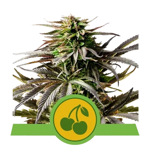 Cherry Pie Auto