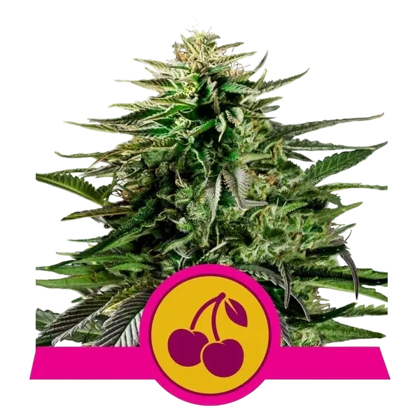 Cherry Pie | PHOTOFEM | Royal Queen Seeds