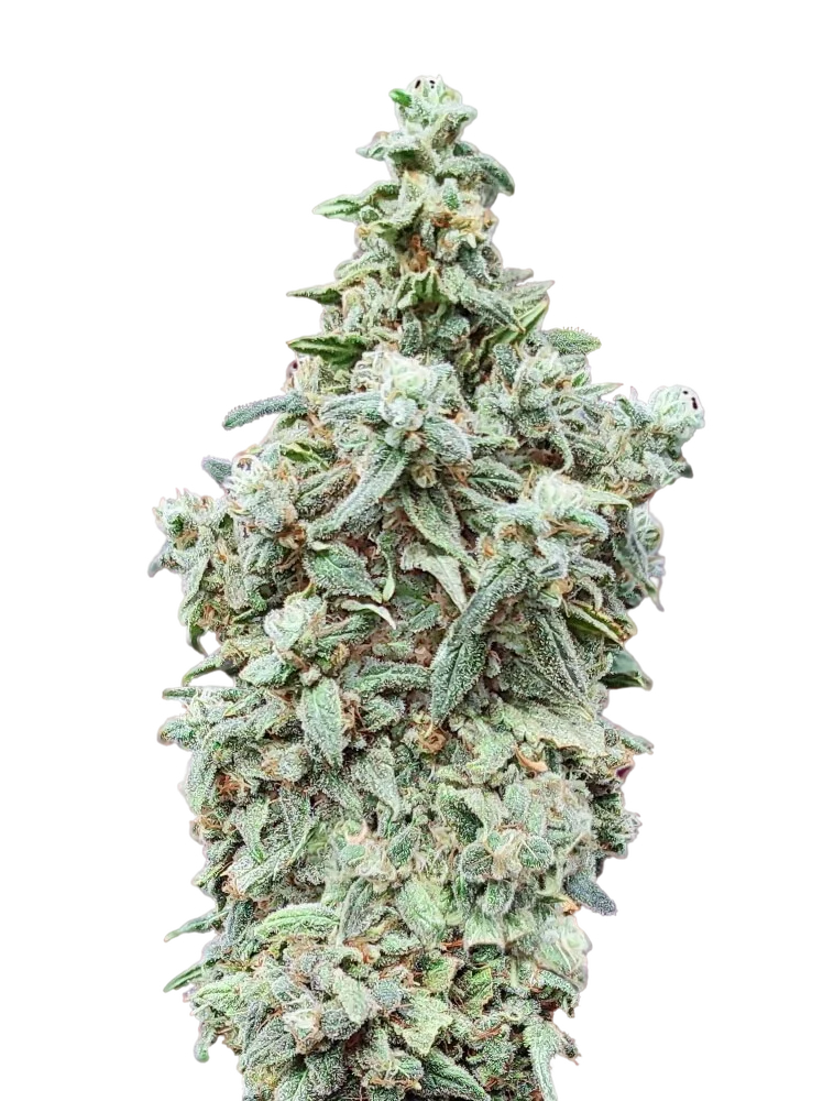 Cherry Pie FAST | PHOTOFEM | Advanced Seeds