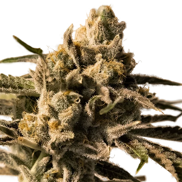Cherry Pie FAST | PHOTOFEM | High Speed Buds