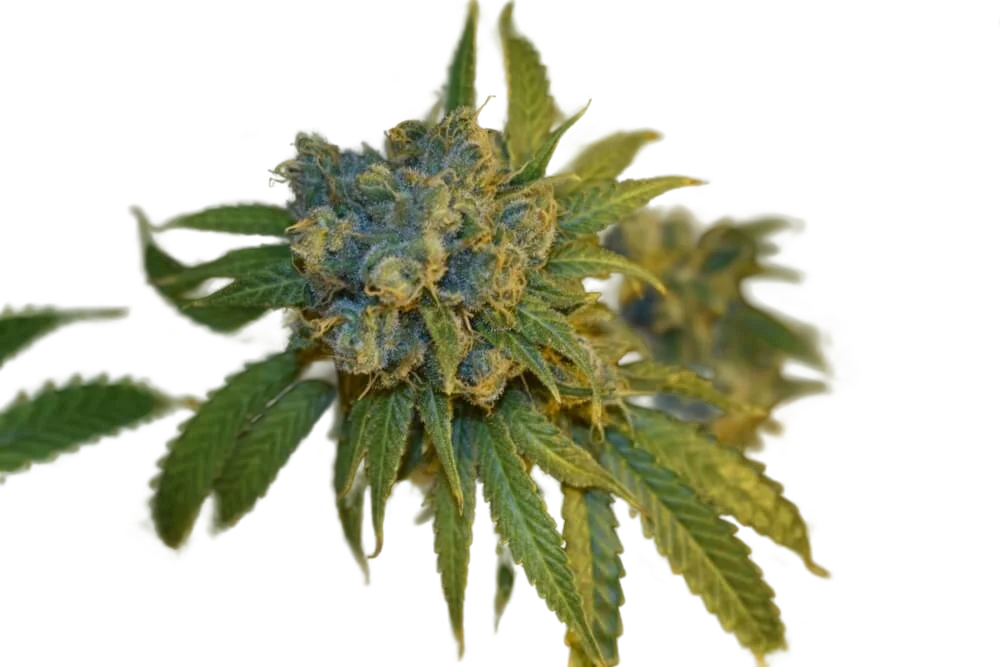 Cherry Punch Auto | AUTOFEM | Philosopher Seeds