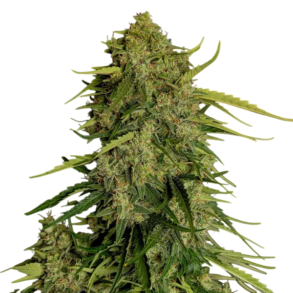 Atlas F1 Auto | AUTOFEM | Royal Queen Seeds