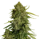Atlas F1 Auto | AUTOFEM | Royal Queen Seeds