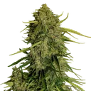 Atlas F1 Auto | AUTOFEM | Royal Queen Seeds