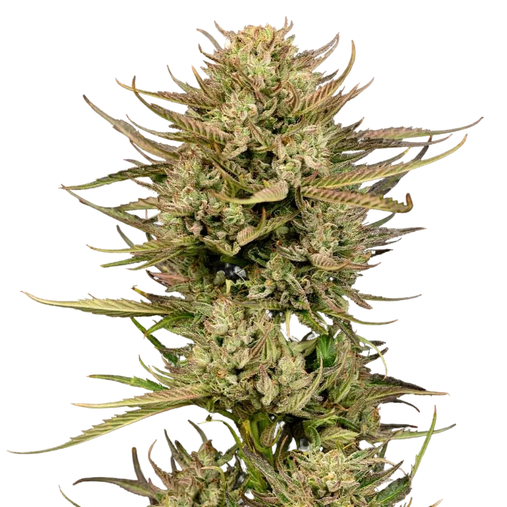 Cherry Punch F1 | PHOTOFEM | Seedsman