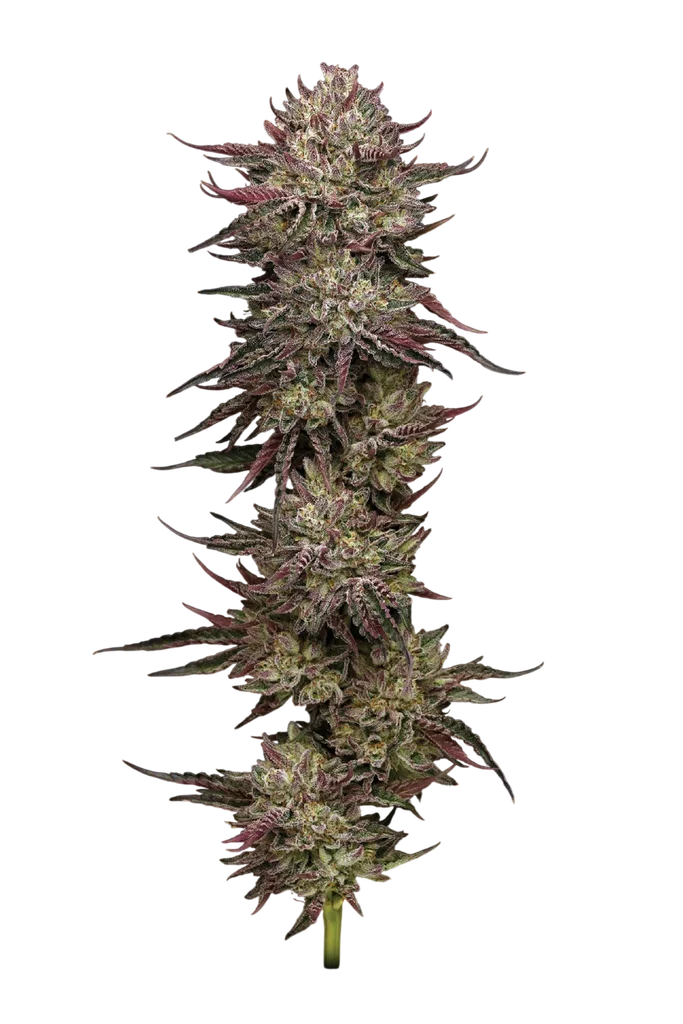 Chicken n Wafflez | PHOTOFEM | Humboldt Seed Co.