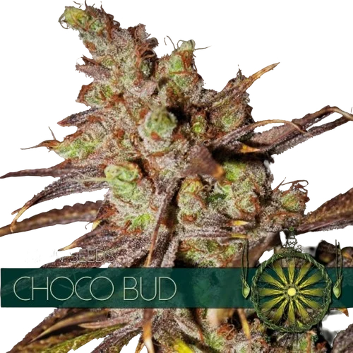 Choco Bud | PHOTOFEM | Vision Seeds