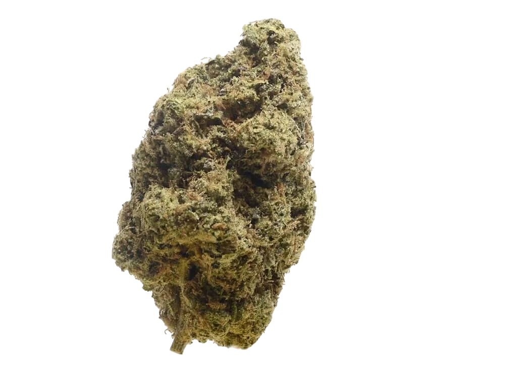 Choco Cheesecake | PHOTOFEM | Amsterdam Genetics